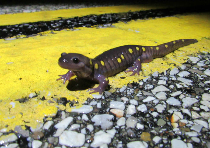 Spotted Salamander